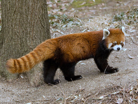 Image of Red Panda