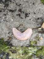 Image of splendid sea cucumber