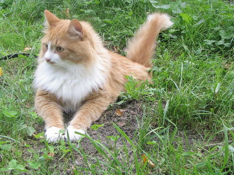 539.gbma cat002 1357748019 jpg.580x360