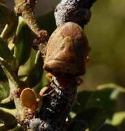 Image of Dendrocoris contaminatus Uhler 1897