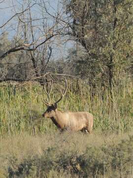 Image of <i>Cervus hanglu yarkandensis</i>