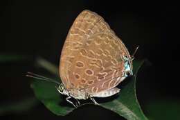 Image of Arhopala pseudomuta Staudinger 1889