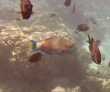 Image of Green-blotched parrotfish