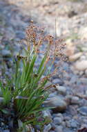 Image of Wahlenberg's Wood-Rush