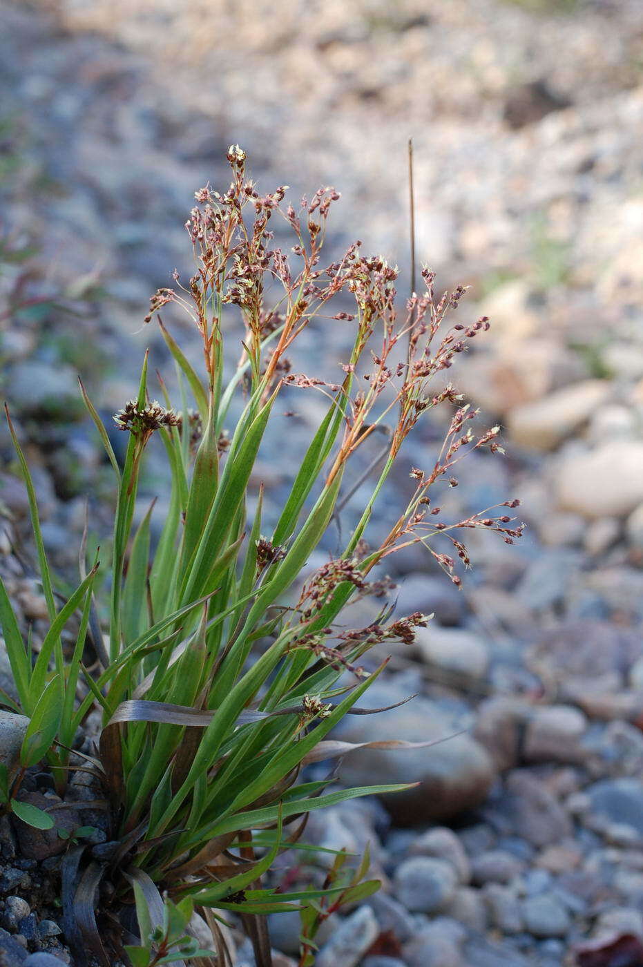 Image of Wahlenberg's Wood-Rush