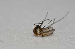 Image of Aedes nigromaculis (Ludlow 1906)