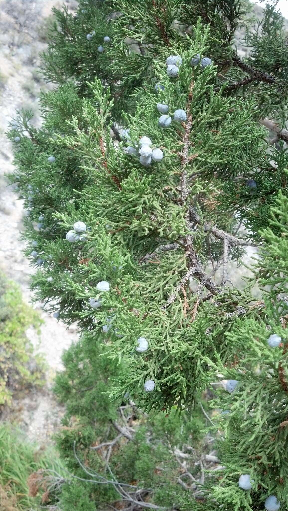 Imagem de Juniperus osteosperma (Torr.) Little
