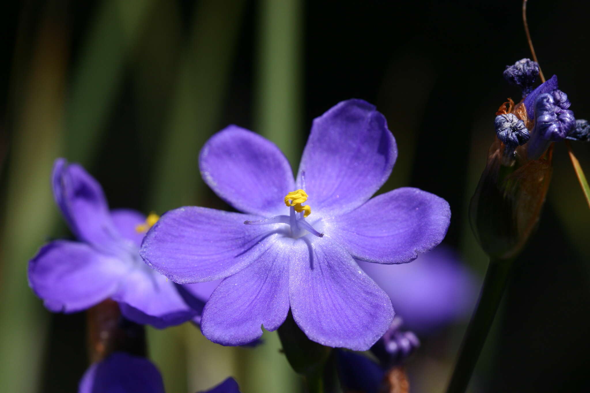 Orthrosanthus multiflorus Sweet的图像