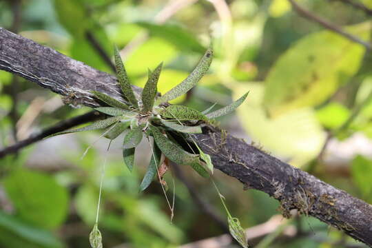 Plancia ëd Macroclinium lexarzanum (Hágsater & R. González) Dodson