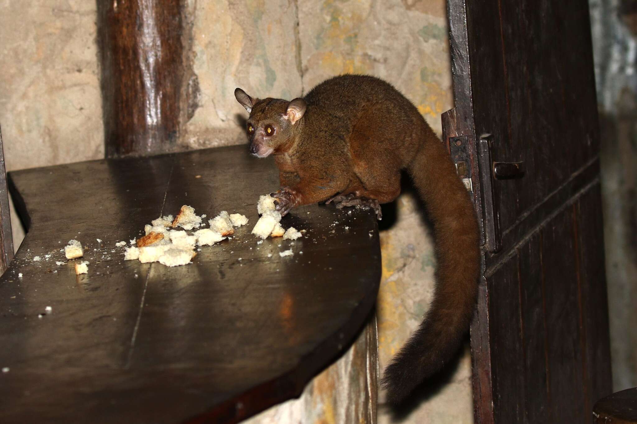 Image of Garnett's Greater Galago