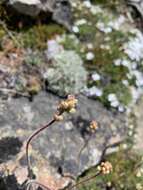 Image of alpine alumroot
