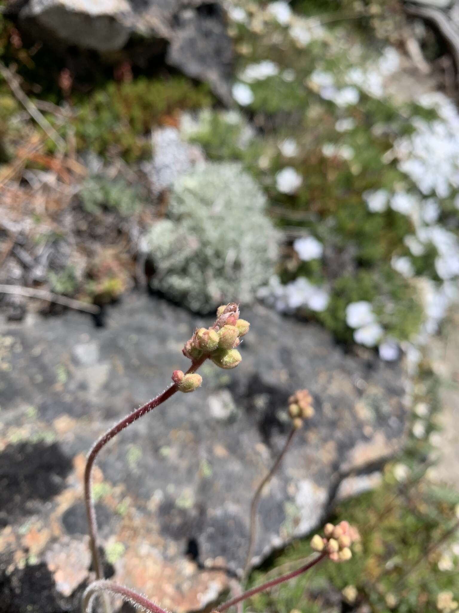 Image de Heuchera cylindrica var. alpina S. Watson