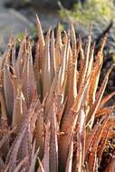 Image of Aloe argenticauda Merxm. & Giess