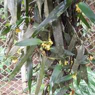 Image of Maxillaria pseudoneglecta J. T. Atwood