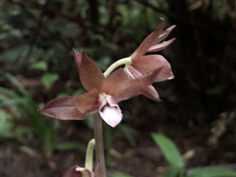 Image of Carrion orchid