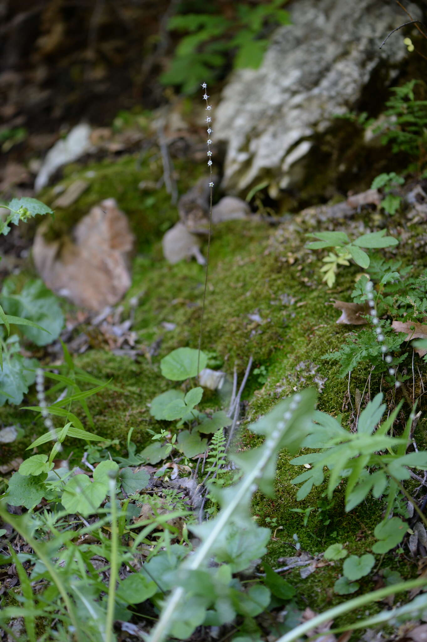 Image of Side-Flower Bishop's-Cap