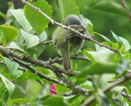 Image of Guianan Tyrannulet