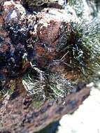 Image of Usnea acromelana Stirt.