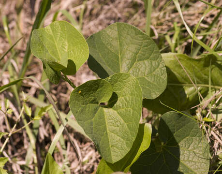 Image of Aristolochia fimbriata Cham.