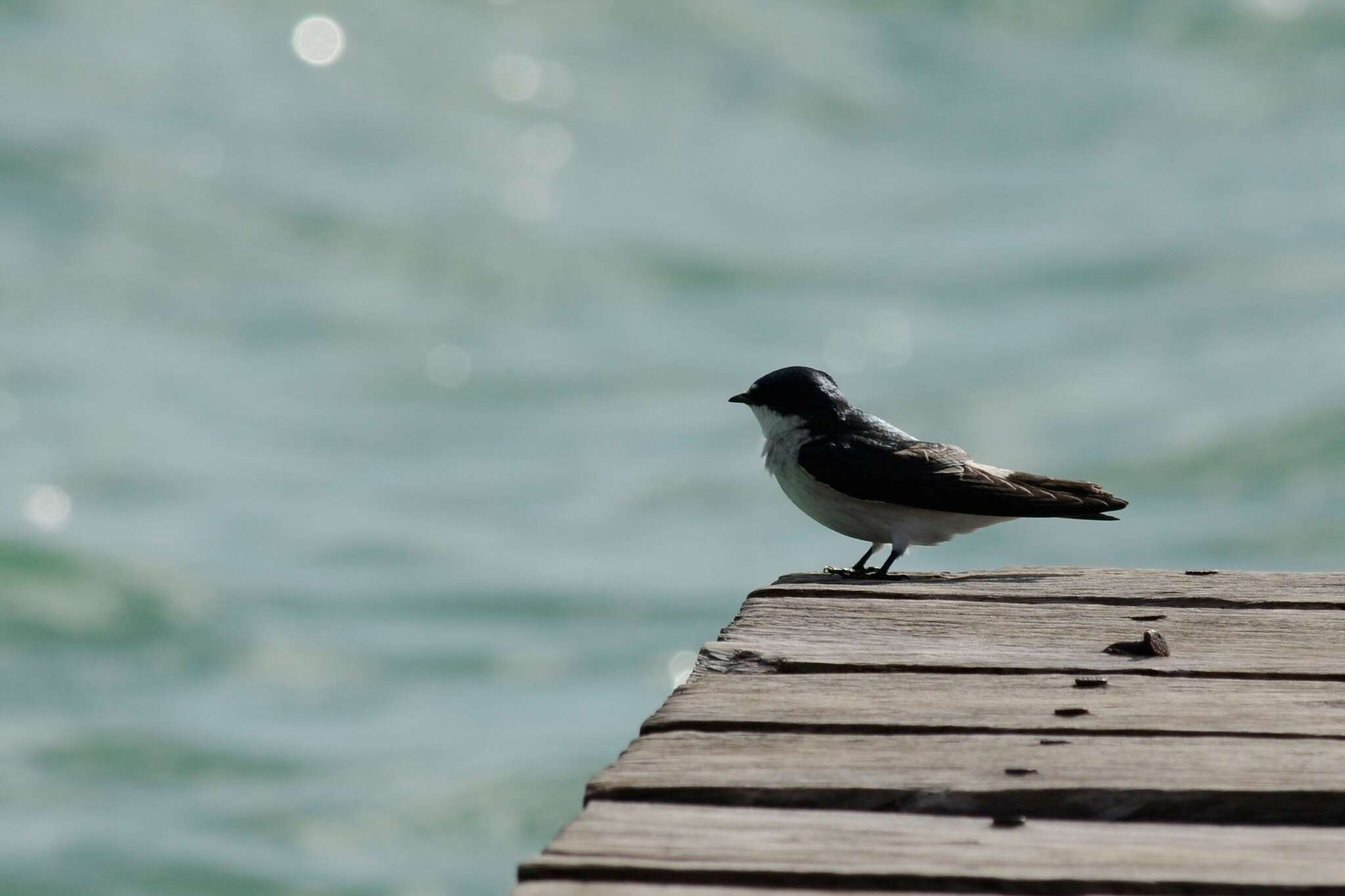 Image of Mangrove Swallow