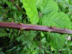 Image of Rubus rhombifolius Weihe ex Boenn.