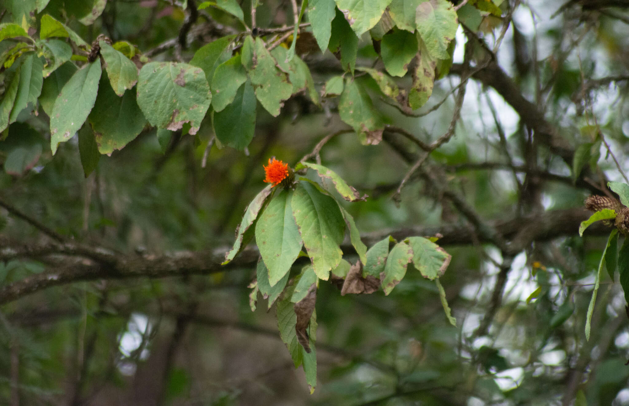 صورة Cnicothamnus lorentzii Griseb.