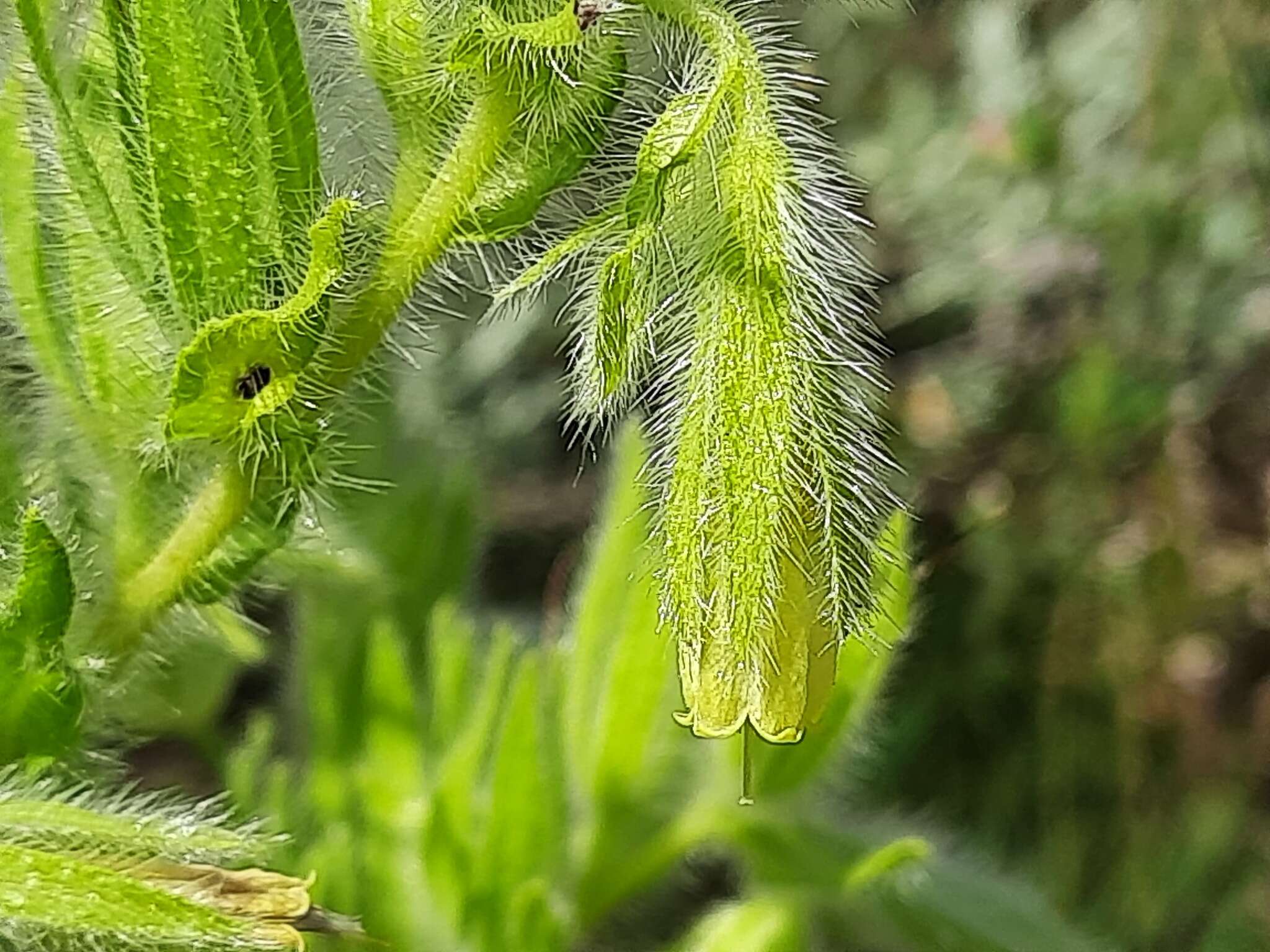 صورة <i>Onosma setosa</i>