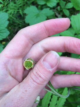 Image of Water Avens