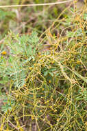 Image of <i>Cassytha <i>pondoensis</i></i> var. pondoensis