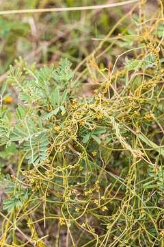 Image of <i>Cassytha <i>pondoensis</i></i> var. pondoensis