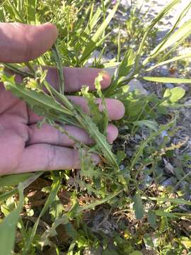 Plancia ëd Erysimum repandum L.