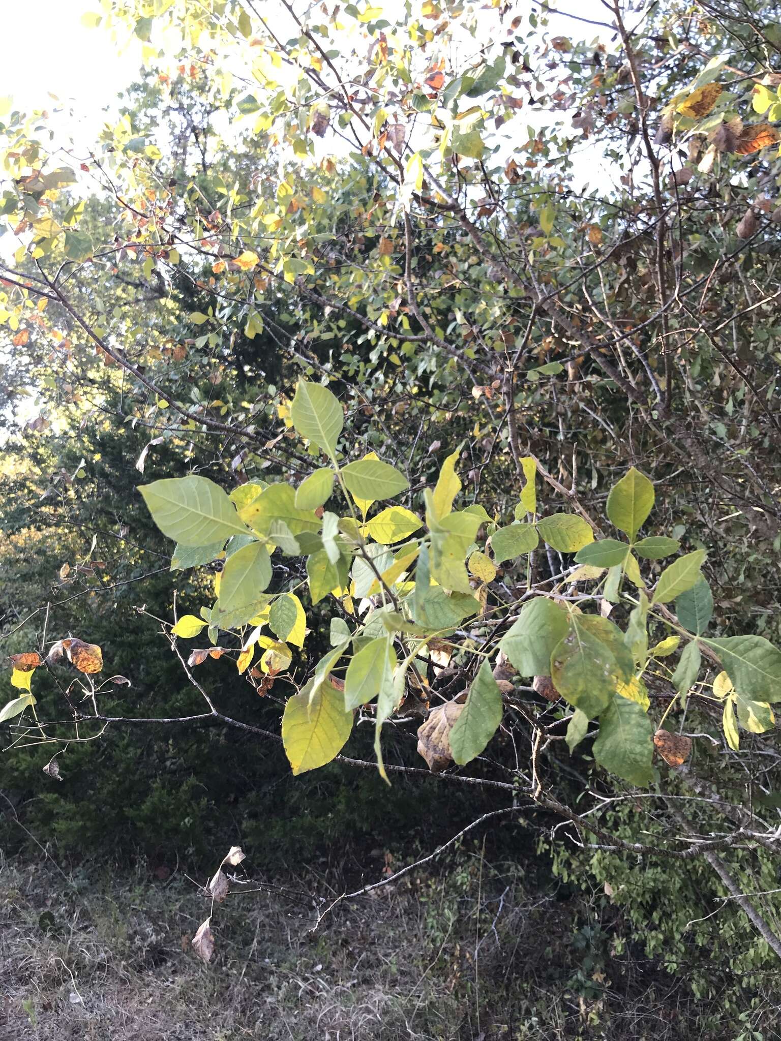 Image of Ptelea trifoliata var. mollis Torr. & Gray