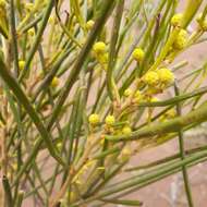 Image of broom wattle