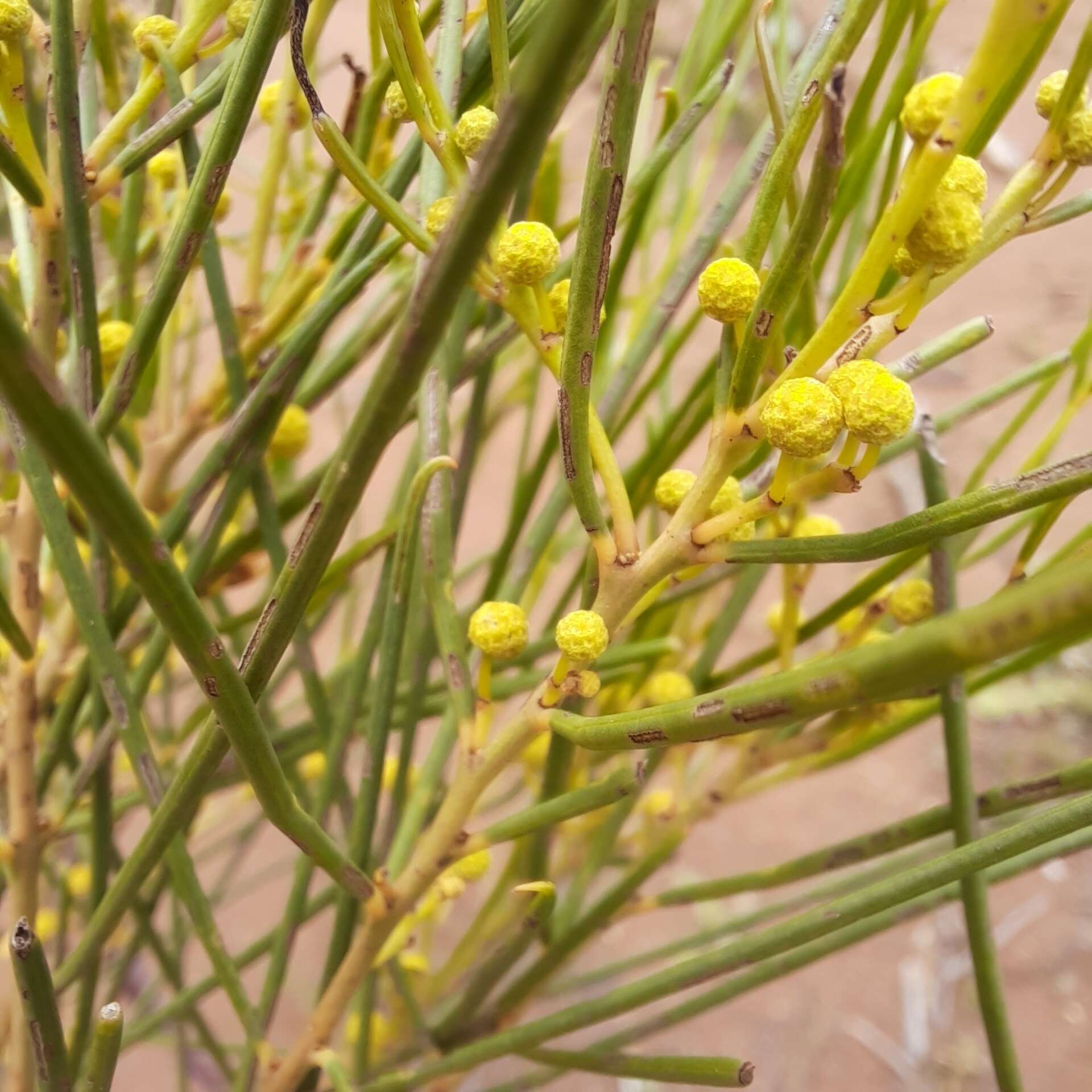 Image of broom wattle