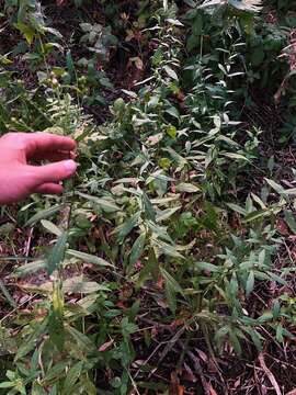 Image of Greata's aster