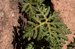 Image of bommeria fern