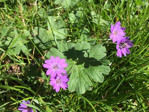 Image of hedgerow geranium