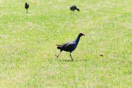 Image of Australasian Swamphen