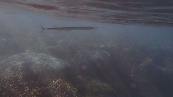 Image of Keeltail Needlefish