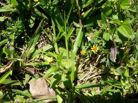 صورة Chrysanthellum indicum subsp. mexicanum (Greenm.) B. L. Turner