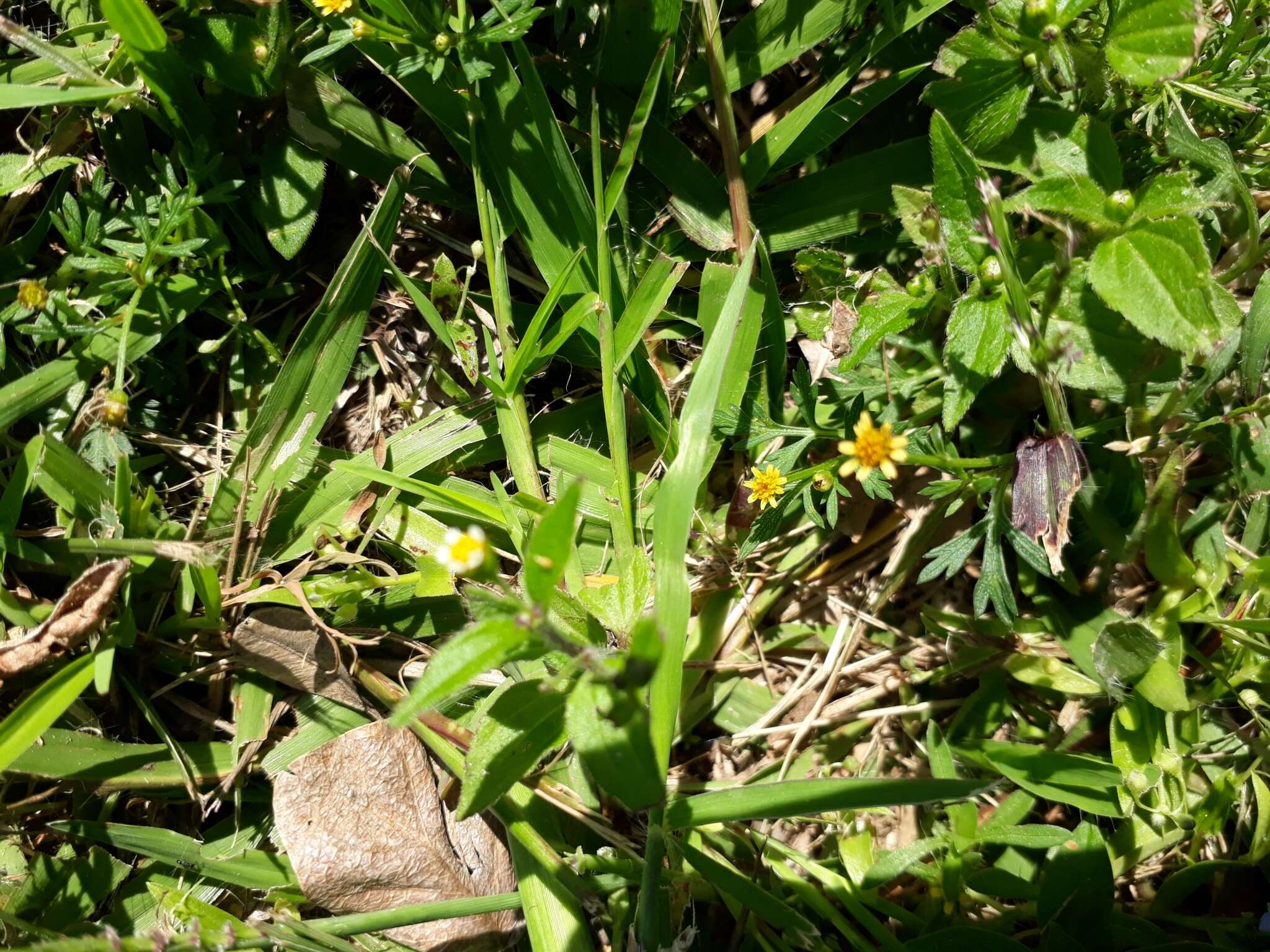 Image of Chrysanthellum indicum subsp. mexicanum (Greenm.) B. L. Turner