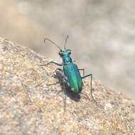 Image of Cicindela (Calomera) chloris Hope 1831