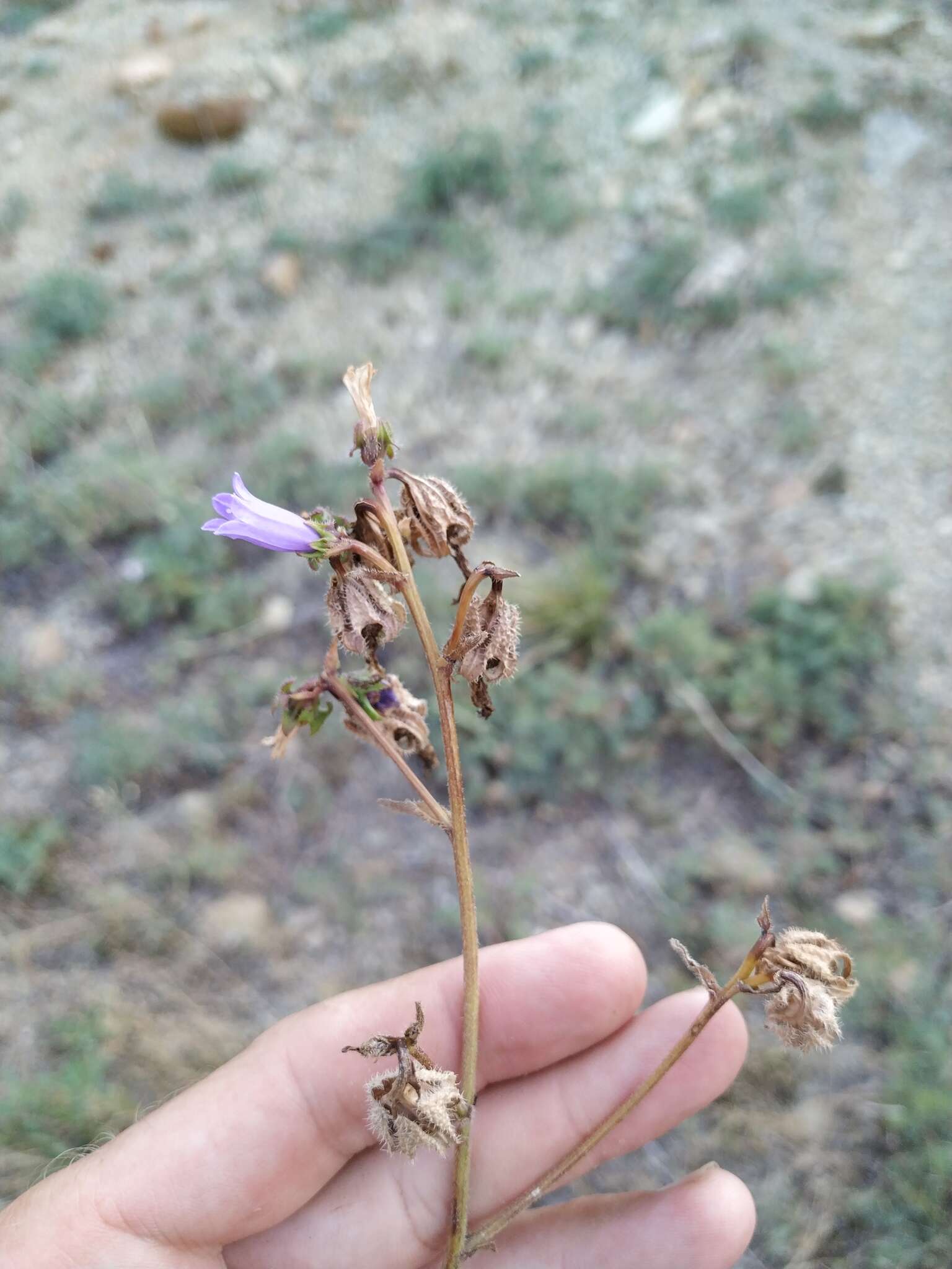 Image of Campanula komarovii Maleev