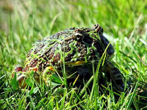 Imagem de Ceratophrys ornata (Bell 1843)