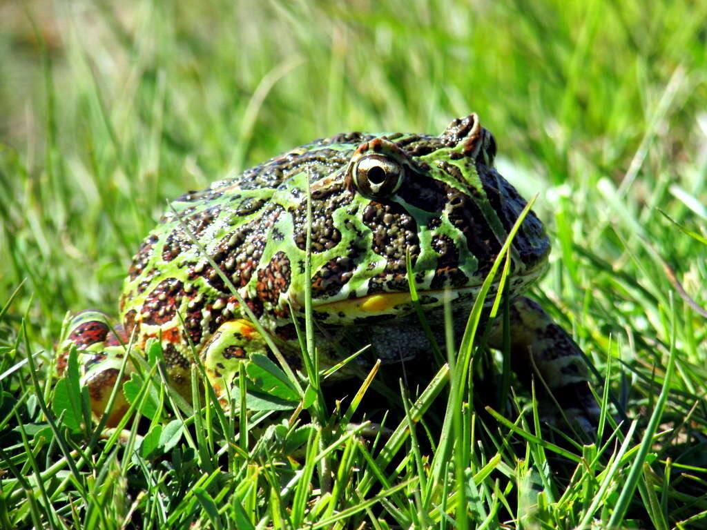 Imagem de Ceratophrys ornata (Bell 1843)