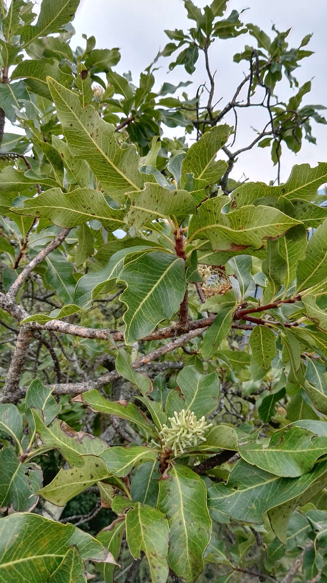 Image of Broad-leave beech