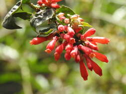 صورة Cestrum fasciculatum (Schltdl.) Miers