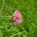 صورة Trifolium montanum subsp. rupestre (Ten.) Pignatti