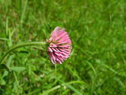 صورة Trifolium montanum subsp. rupestre (Ten.) Pignatti