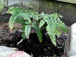 Image of Adiantum formosum R. Br.